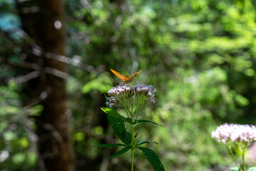imperial coat butterfly resting on a purple flower