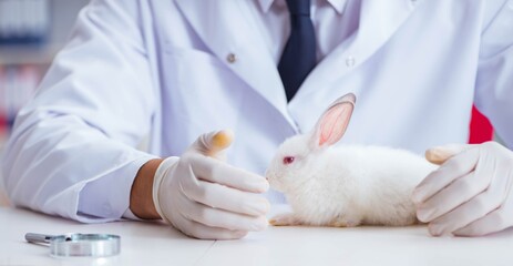 Obraz na płótnie Canvas Vet doctor examining rabbit in pet hospital
