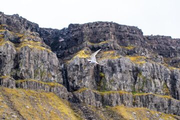 Beautiful rocky waterfall in Iceland