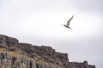 Birds in Iceland