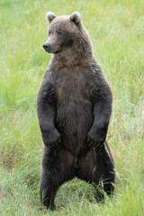 Large male Brown Bear standing on hind legs