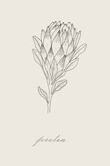 Outline of protea. Protea illustration isolated on white background