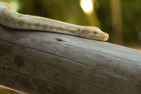 serpente albina