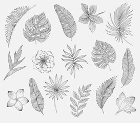 Set of tropical leaves and flowers. Plants isolated on white background