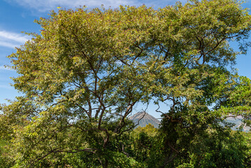 Leon, Nicaragua - November 27, 2008: Ruins of old Leon. Momotombo volcano mountain top seen through green tree foliage from the ruins under blue sky with white stripes. Blue sky.