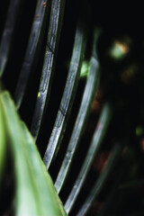 texture of a green leaf in the forest