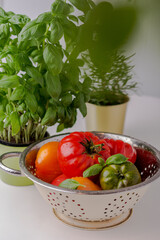 Fresh Washed Ripe colorful  self-grown tomatos. Tomato in colander on the kitchen table, against the background of basil and oregano.