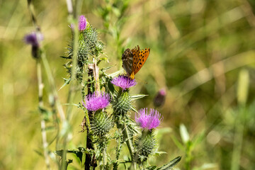 imperial coat butterfly resting on a purple flower