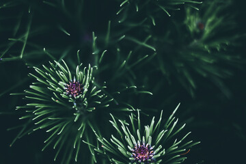 Texture of leaf in the forest