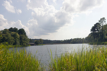 lake in the forest