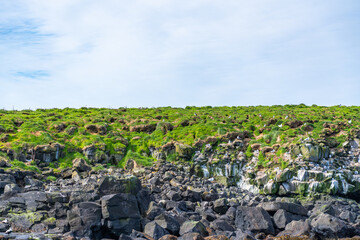 Puffin colonies flying in Iceland countryside