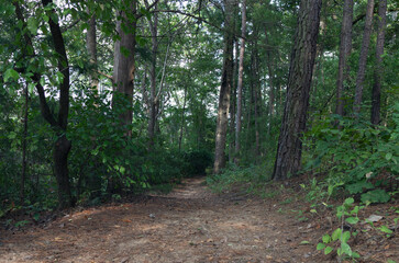 path in the woods
