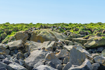 Puffin colonies flying in Iceland countryside