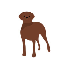 cane corso dog icon, flat style