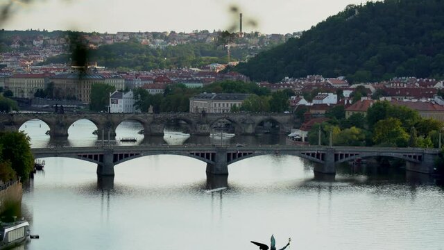 wild mature male cheetah in a green nature wreath in the park