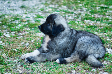An adorable cute and furry puppy of a caucasian shepherd being playful