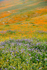 California Poppies with other wildflowers during the 2019 super bloom in the Antelope Valley Poppy Reserve, California.