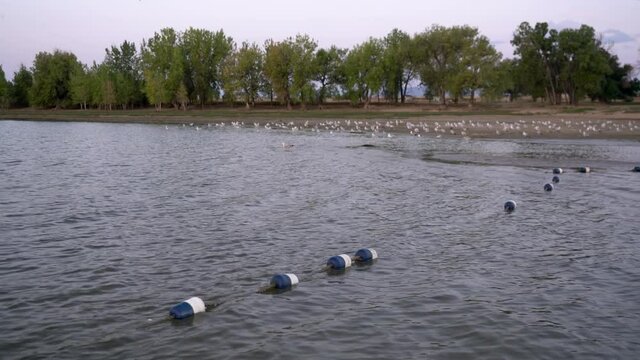 Seagulls on a swimming beach before sunrise - Boyd Lake State Park popular recreation area in northern Colorado