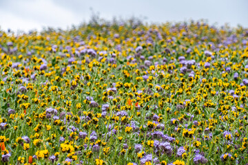 Wildflowers blooming during the 2019 super bloom in the Antelope Valley Poppy Reserve, California.