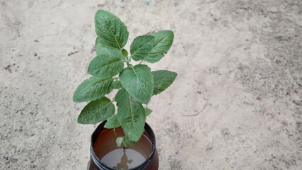 Basil plant in a pot
