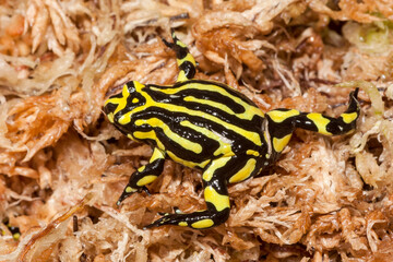 Southern Corroboree Frog on Sphagnum Moss