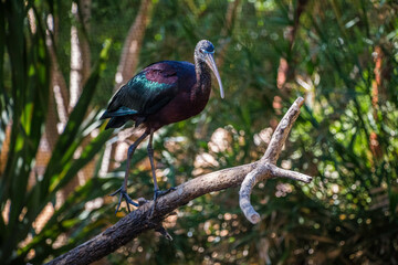 blue heron on a branch