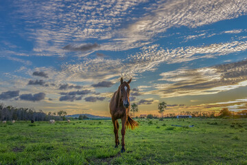 Lonely Horse ......
