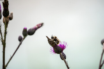a bee resting on a purple flower at the isar river, germany