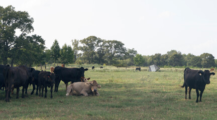 herd of cows