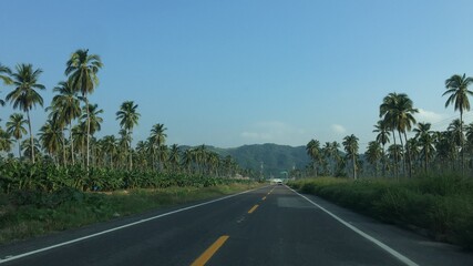 Fototapeta na wymiar palm tree road