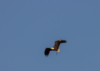 Bald Eagle Nesting Pair