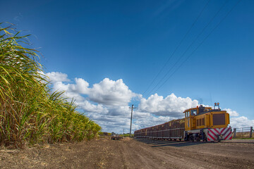 cane train 