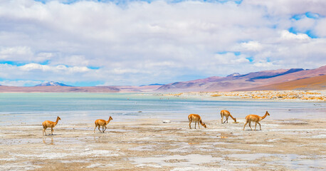 A herd of vicuna (vicugna vicugna) near the salt flat and lagoon of Chalviri nearby the Laguna...