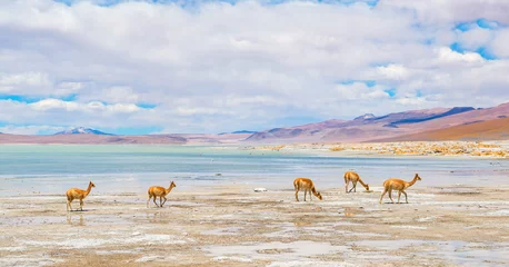Foto auf Alu-Dibond A herd of vicuna (vicugna vicugna) near the salt flat and lagoon of Chalviri nearby the Laguna Colorada, Salar de Uyuni, Bolivia. © SL-Photography