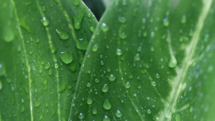 water drops on green leaf