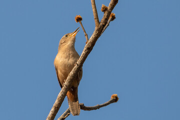 
Birds in my backyard