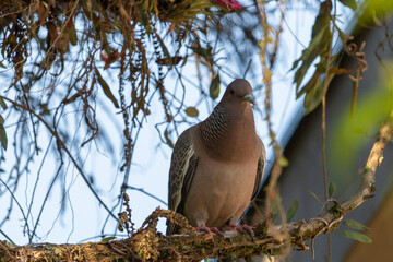 
all photos were taken in my backyard during the pandemic period with a Canon T6s, Canon EF-S 55-250mm f / 4-5.6 IS STM lens.