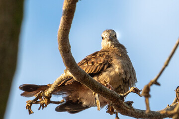 
Birds in my backyard