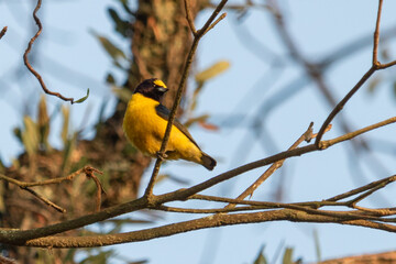 
Birds in my backyard