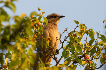 Birds in my backyard