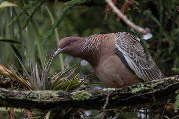 
Birds in my backyard