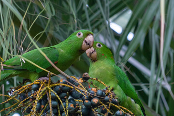 
Birds in my backyard