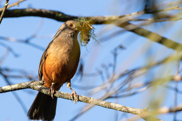 
Birds in my backyard