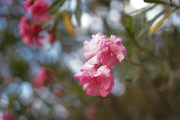 pink magnolia flowers