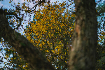 Obraz premium spring yellow trees in the park