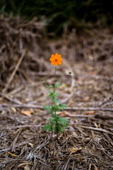 orange flower in the forest