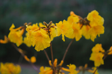 spring yellow trees in the park