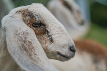white sheep in the farm
