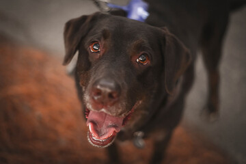 brown labrador retriever
