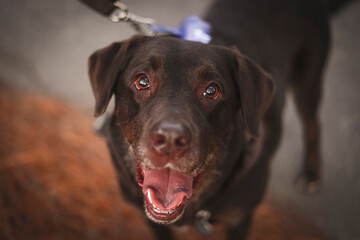 brown labrador retriever